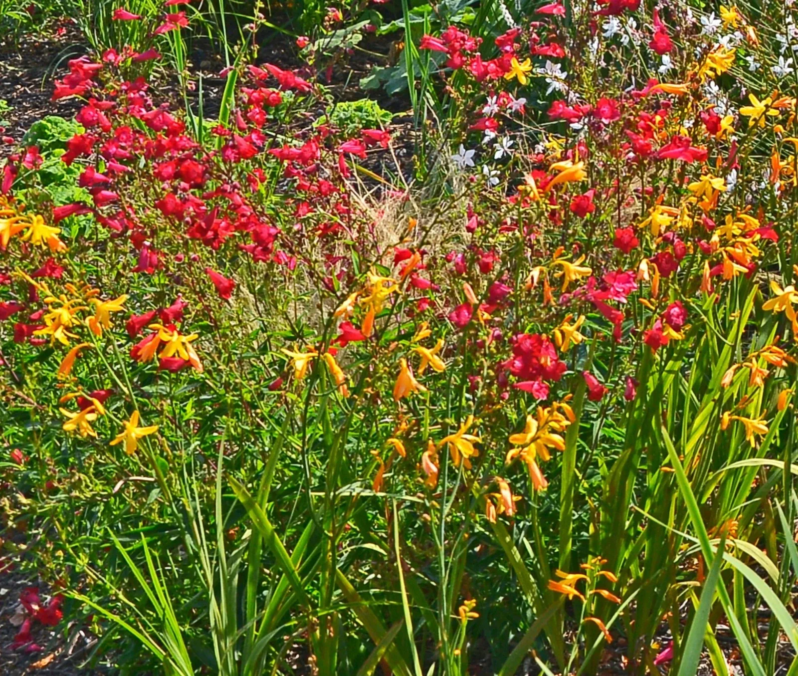 50 Summer Flowering Mixed Bulbs Pack Crocosmia Gladioli Tigridia Sparaxis - Image 3
