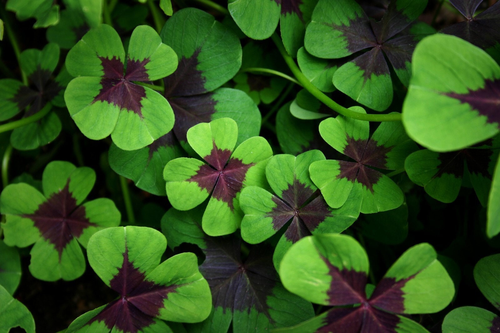Oxalis Iron Cross Bulbs Good Luck Four Leaf Clover Summer Flowering Perennial - Image 2