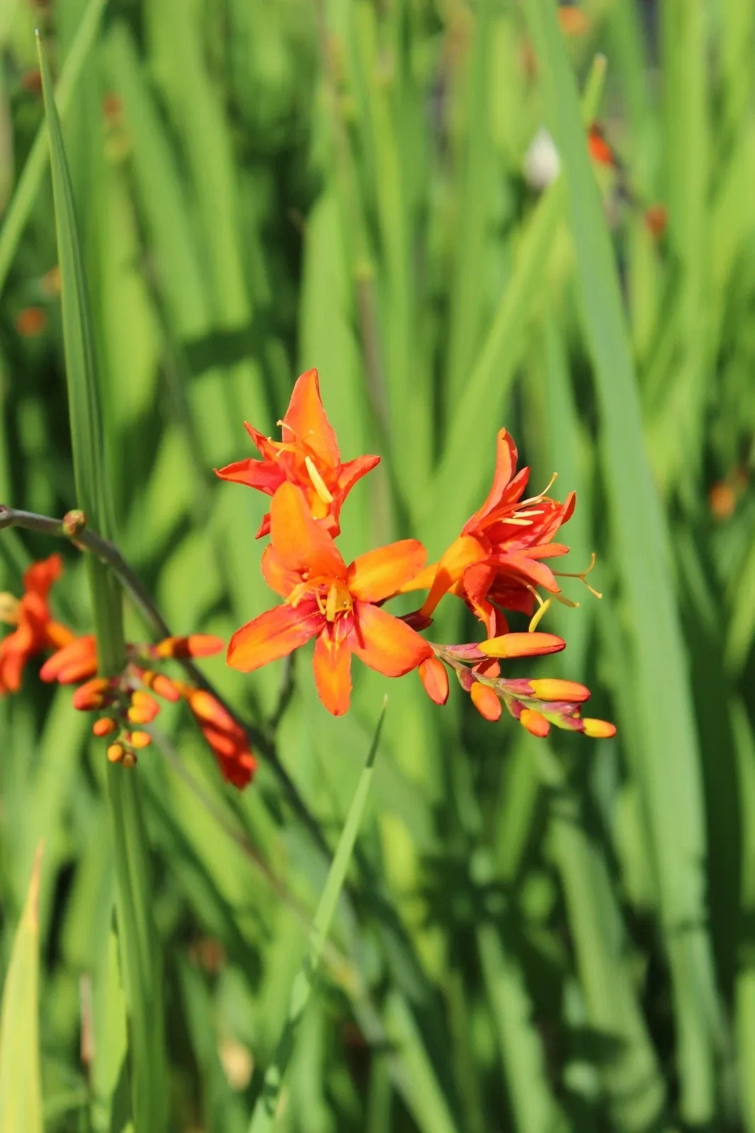 Crocosmia Masoniorum Orange Bulbs Summer Flower Giant Montbretia Garden Corms - Image 8