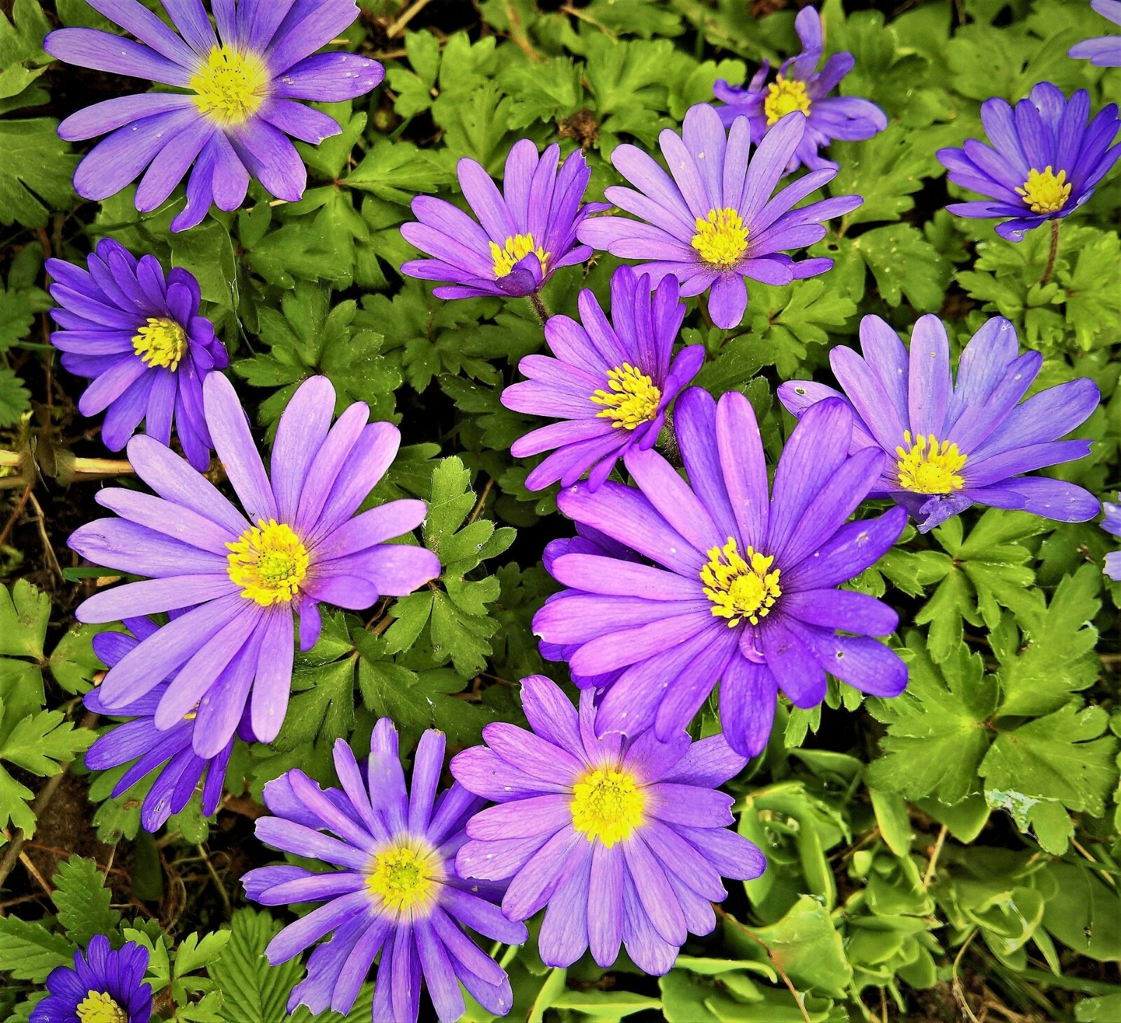 Anemone blanda Blue Shades Corms Grecian Windflower Spring Garden Bulbs - Image 2
