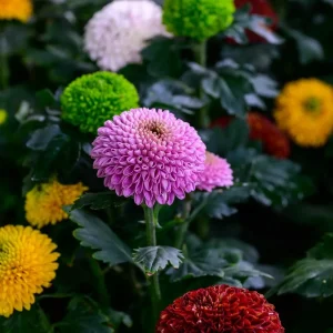 Dahlia Pompon Mixed Tubers Summer Flowering Bulbs Garden & Cut Flowers
