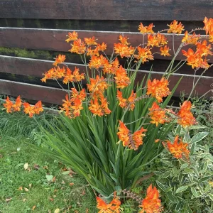 Crocosmia Masoniorum Orange Bulbs Summer Flower Giant Montbretia Garden Corms