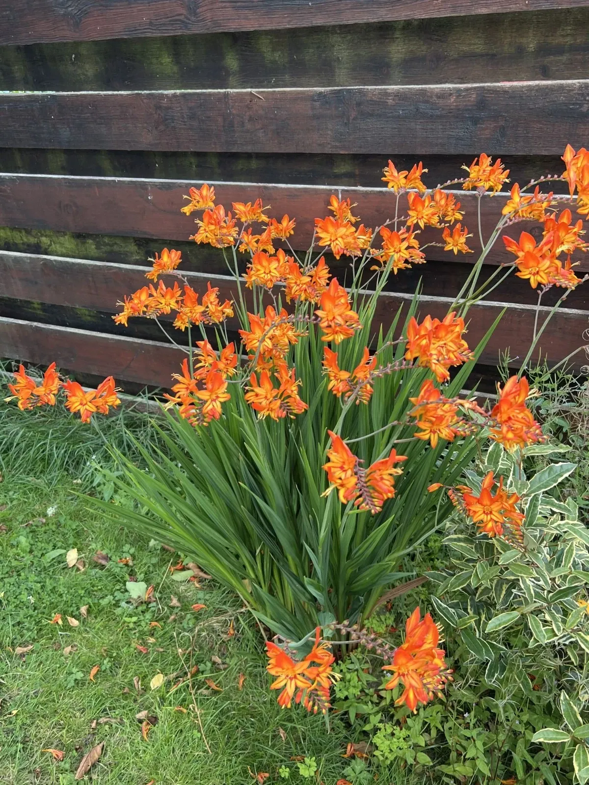 Crocosmia Masoniorum Orange Bulbs Summer Flower Giant Montbretia Garden Corms