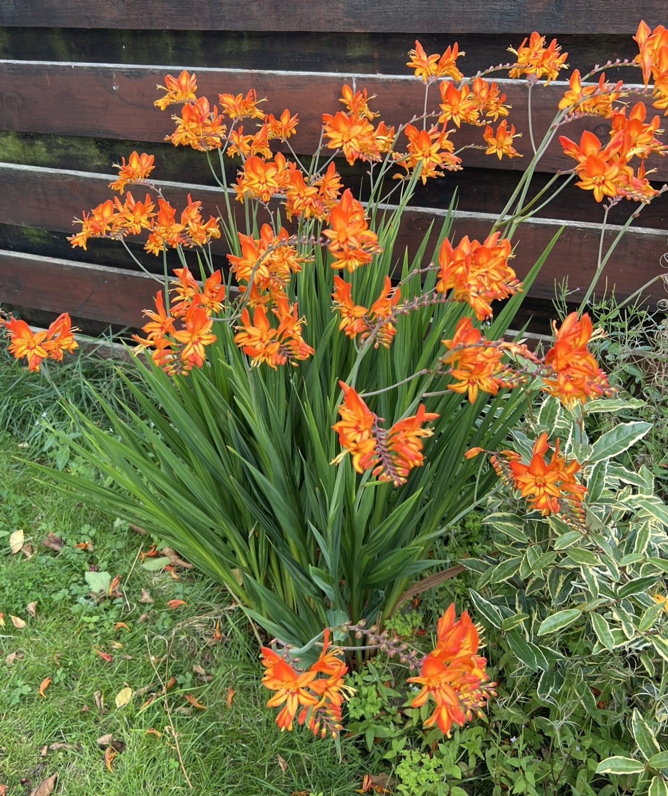 Crocosmia Masoniorum Orange Bulbs Summer Flower Giant Montbretia Garden Corms - Image 3