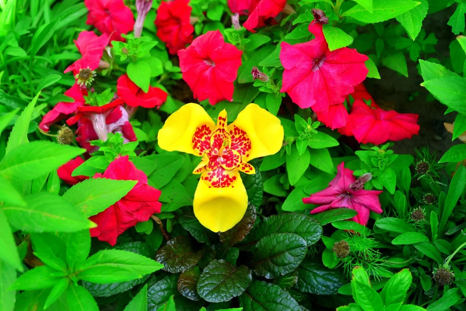 50 Summer Flowering Mixed Bulbs Pack Crocosmia Gladioli Tigridia Sparaxis - Image 8