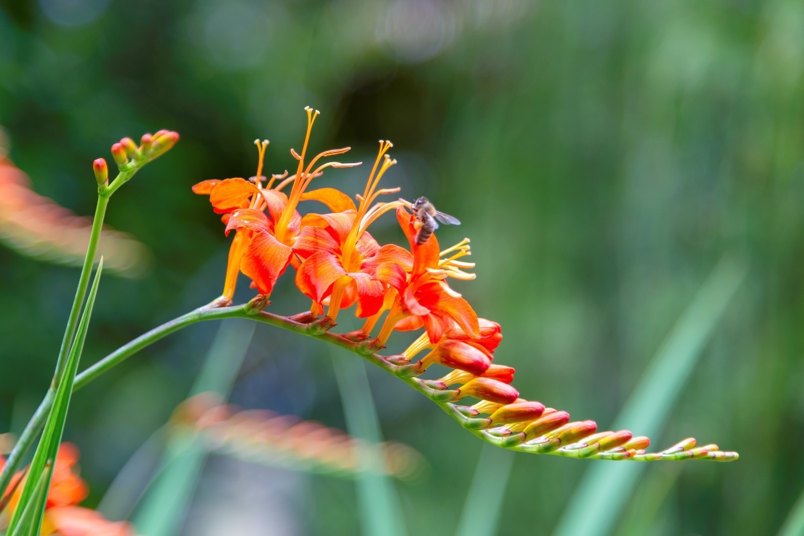 Crocosmia Masoniorum Orange Bulbs Summer Flower Giant Montbretia Garden Corms - Image 7