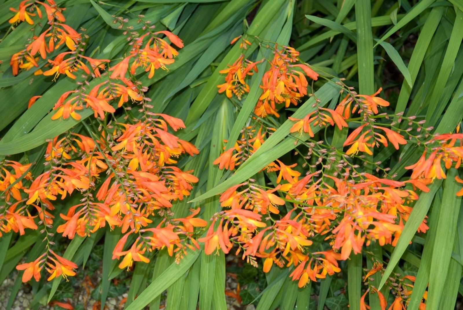 Crocosmia Masoniorum Orange Bulbs Summer Flower Giant Montbretia Garden Corms - Image 5