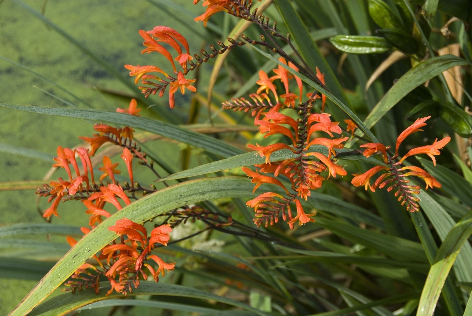Crocosmia Masoniorum Orange Bulbs Summer Flower Giant Montbretia Garden Corms - Image 6
