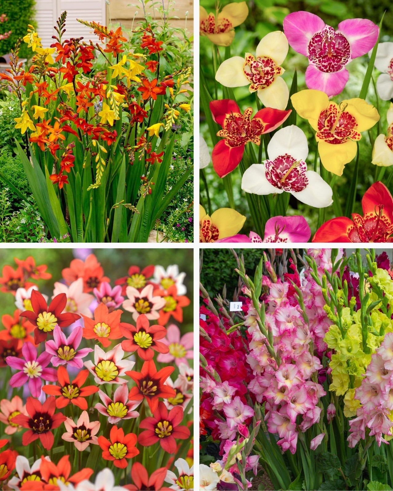 50 Summer Flowering Mixed Bulbs Pack Crocosmia Gladioli Tigridia Sparaxis