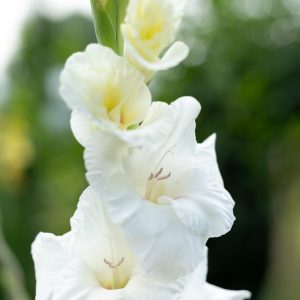 Gladiolus White Prosperity Summer Flowering Bulbs Tall Gladioli Garden Corms