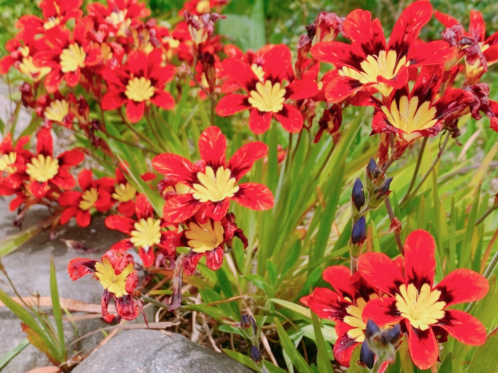 50 Summer Flowering Mixed Bulbs Pack Crocosmia Gladioli Tigridia Sparaxis - Image 5
