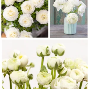 20 Ranunculus Asiaticus White Corms Summer Flowering Double Blooms Garden Bulbs