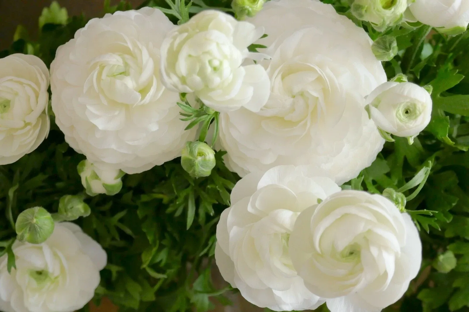 50 White Summer Flowering Bulbs Gladiolus Freesia Ranunculus Anemone de Caen - Image 5