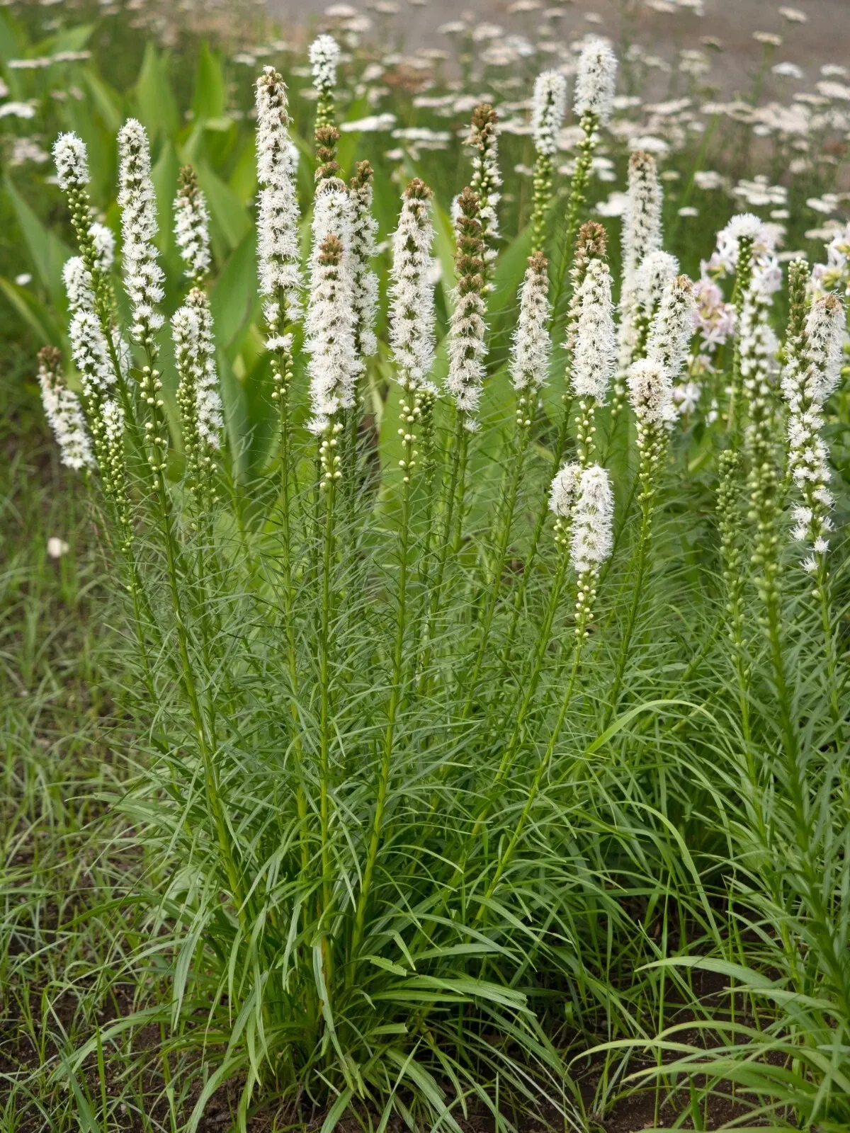 Liatris Spicata Alba Blazing Stars Bulbs Gayfeather Garden Perennial Plant - Image 5