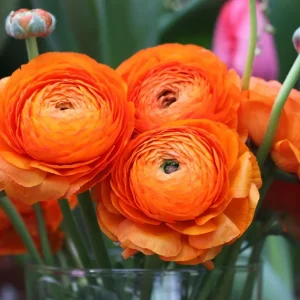 20 Ranunculus Asiaticus Aviv Orange Bulbs Summer Flowering Garden Double Blooms