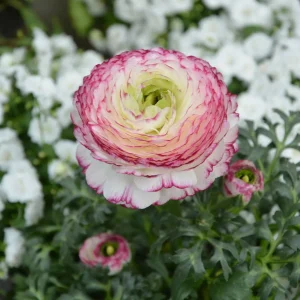 10 Ranunculus PICOTEE Pink Bulbs Summer Flowering Garden Buttercup Hardy Corms