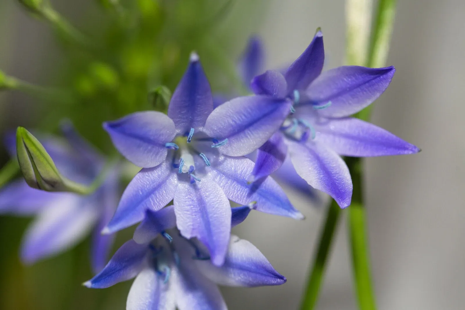 Triteleia Queen Fabiola Summer Flowering Bulbs Triplet Lily Blue Flower Corms - Image 6