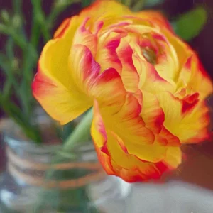 10x Ranunculus Orange Picotee Corms Persian Buttercup Double Blooms Cut Flowers