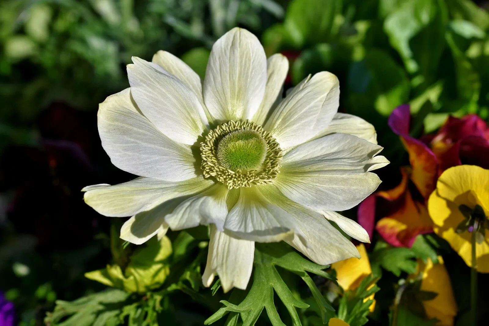 Anemone The Bride Bulbs White Coronaria Spring Summer Flowering Hardy Corms - Image 8