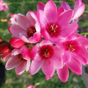 Ixia Mabel Bulbs Pink African Corn Lily Corms Summer Flowering for Planting