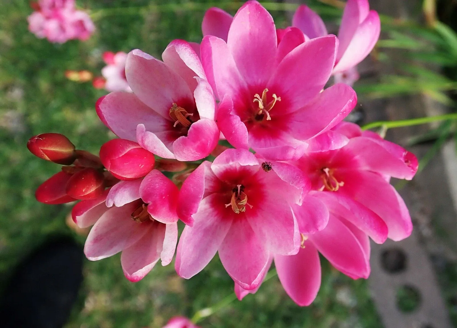 Ixia Mabel Bulbs Pink African Corn Lily Corms Summer Flowering for Planting