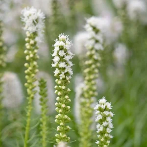 Liatris Spicata Alba Blazing Stars Bulbs Gayfeather Garden Perennial Plant