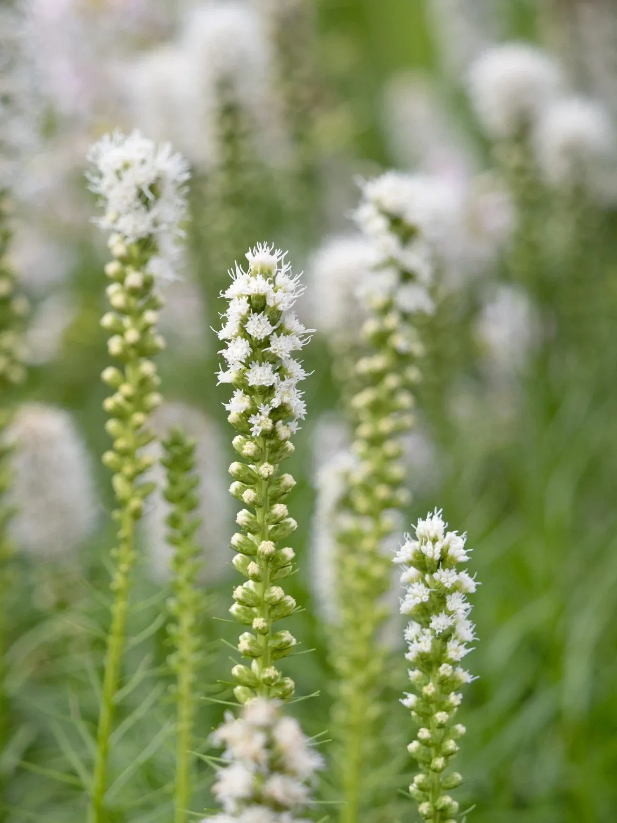 Liatris Spicata Alba Blazing Stars Bulbs Gayfeather Garden Perennial Plant