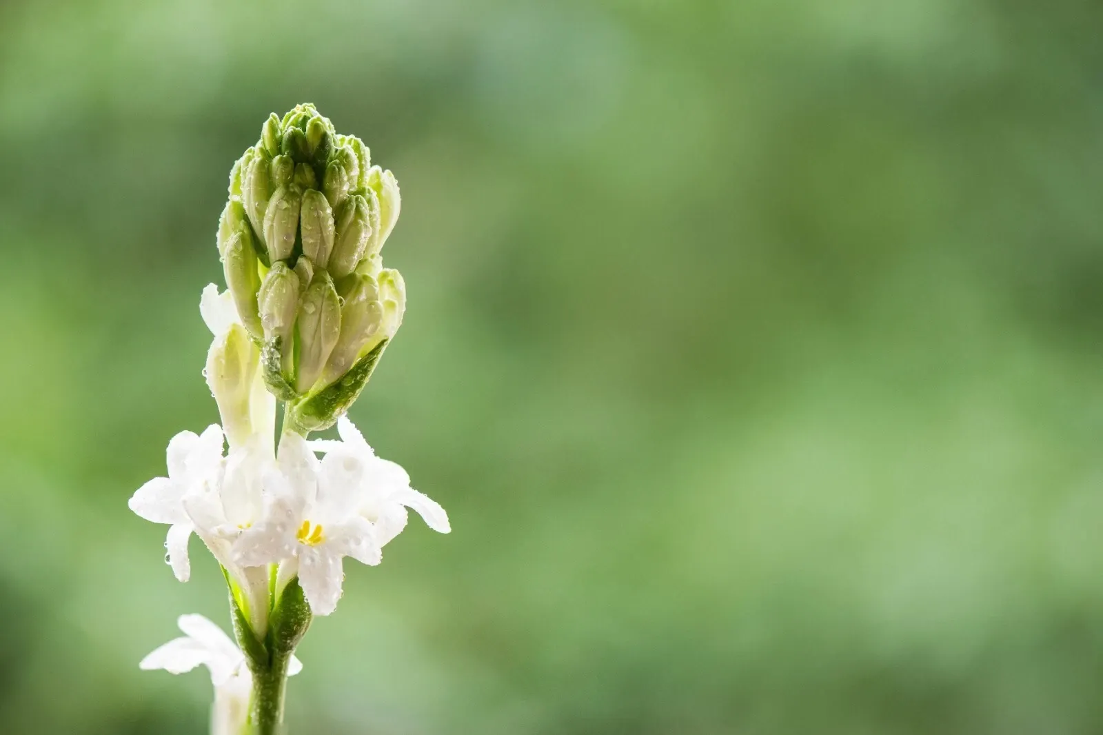 Polianthes Tuberosa The Pearl Summer Bulbs White Fragrant Blooms Double Tubers - Image 7