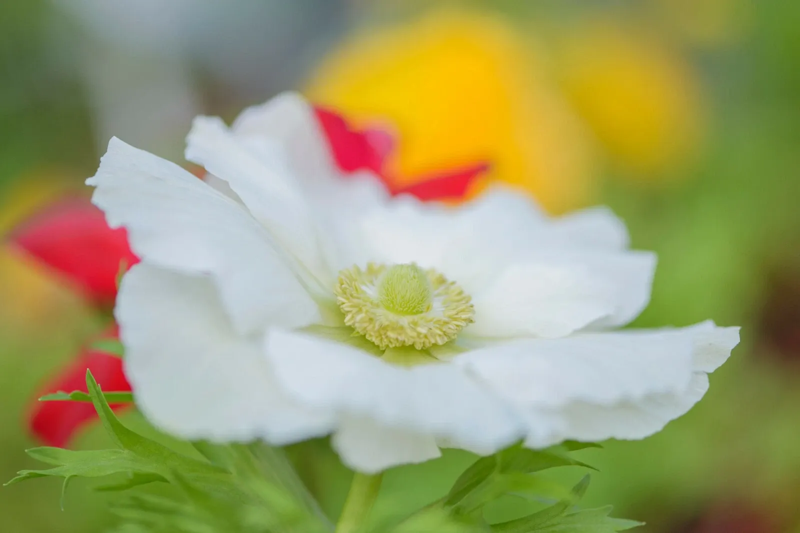 Anemone The Bride Bulbs White Coronaria Spring Summer Flowering Hardy Corms - Image 7