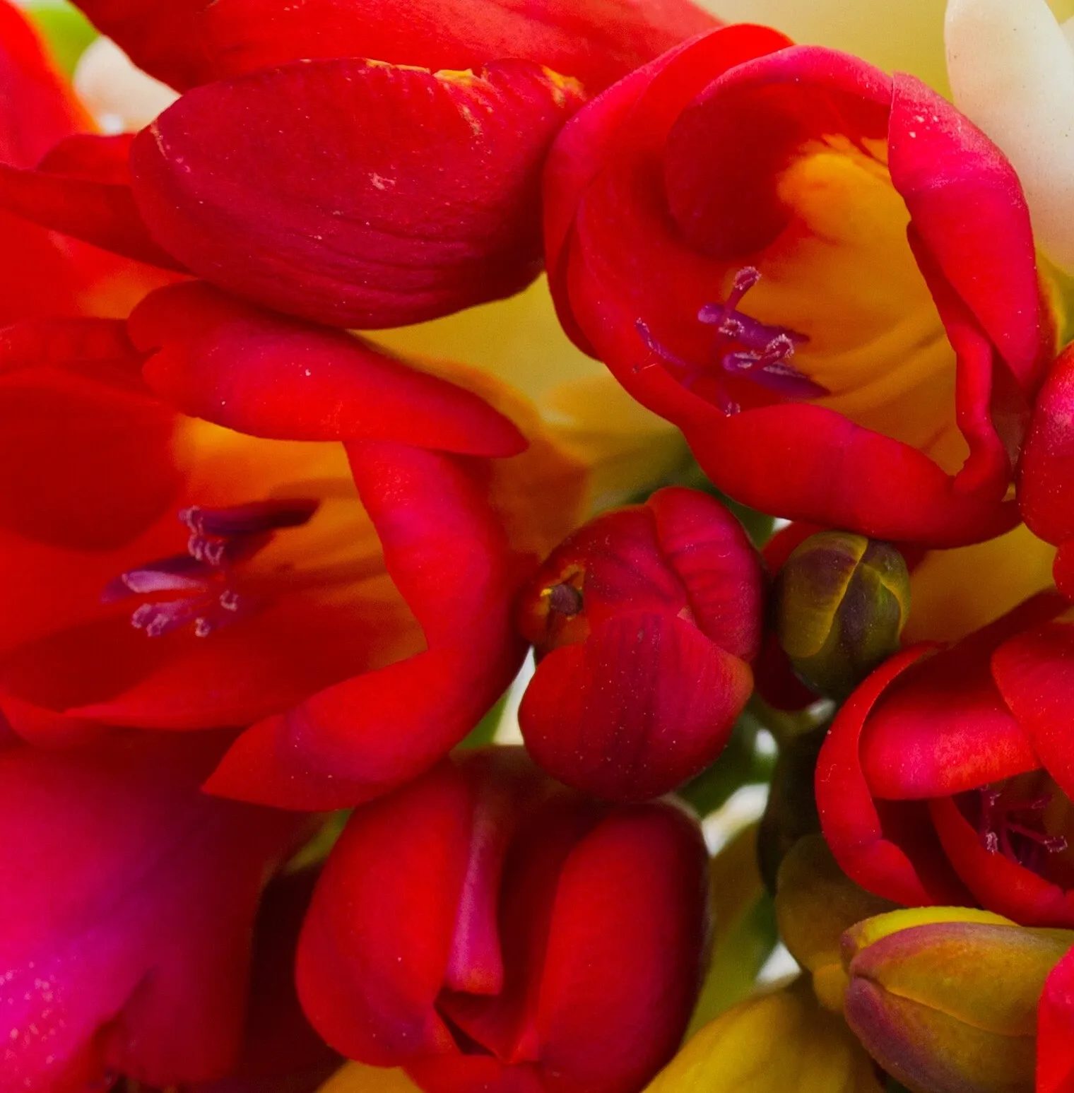 Freesia Double Red Summer Flowering Bulbs Garden Fragrant Cut Flowers Corms - Image 2