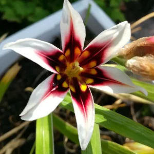 SPARAXIS Mix Flower BULBS Spring Multi Coloured Hardy Perennial Garden Plants