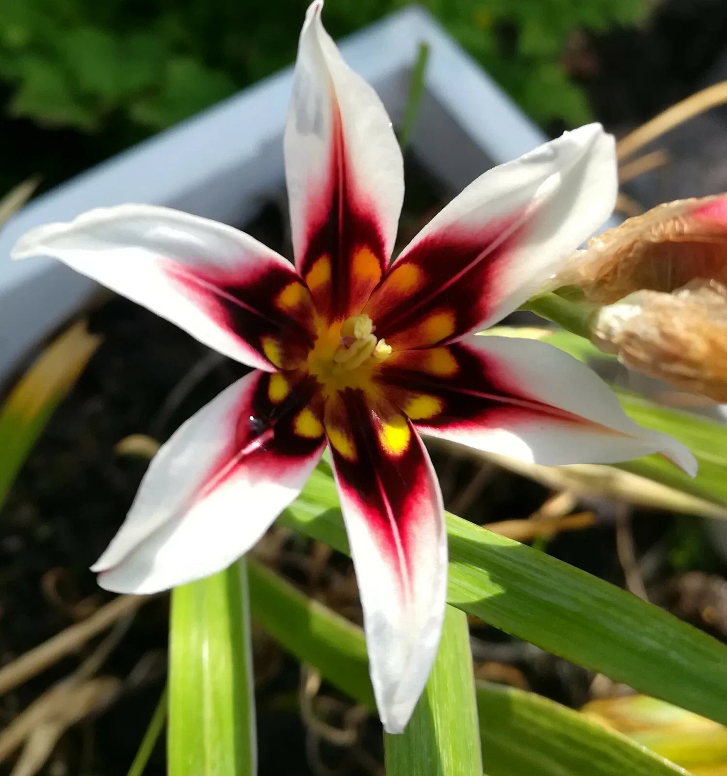 SPARAXIS Mix Flower BULBS Spring Multi Coloured Hardy Perennial Garden Plants