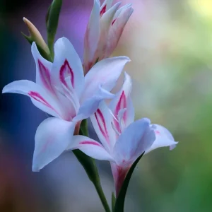 Gladiolus Nanus Nymph Corms Dwarf Sword Lily Summer Flowering Hardy Bulbs