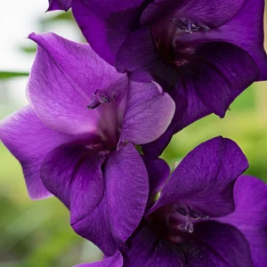 Gladioli Purple Flora Corms Large Flowering Sword Lily Summer Garden Bulbs